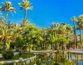 Palmeral de Elche