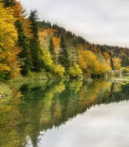 La Selva de Irati, en Navarra, es uno de los hayedos m�s grandes de Europa.