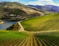 Vi�edos de la Ribera del Duero, una de las rutas enotur�sticas m�s importantes de Espa�a.