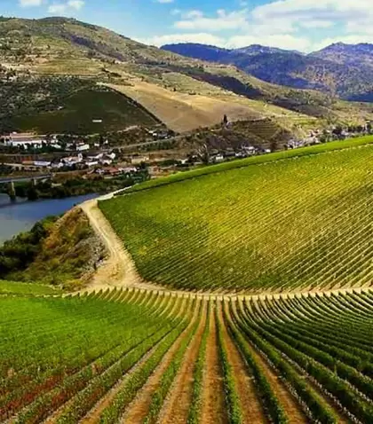 Vi�edos de la Ribera del Duero, una de las rutas enotur�sticas m�s importantes de Espa�a.