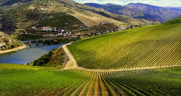Vi�edos de la Ribera del Duero, una de las rutas enotur�sticas m�s importantes de Espa�a.