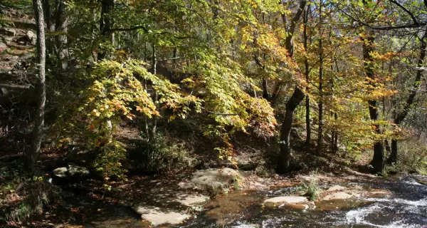 El Parque Natural del Montseny, uno de los grandes tesoros naturales de Catalu�a.