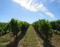 Las rutas gastron�micas de Espa�a son una experiencia cultural que une vino, paisaje y tradici�n.