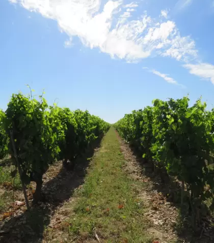 Las rutas gastron�micas de Espa�a son una experiencia cultural que une vino, paisaje y tradici�n.