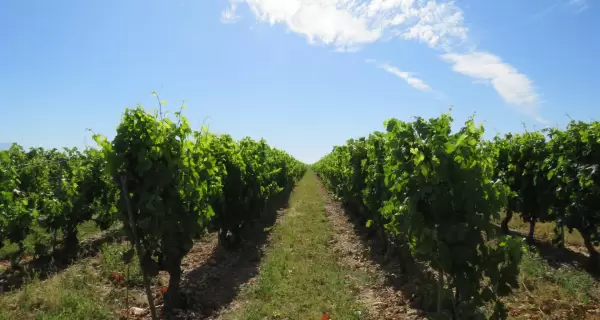 Las rutas gastron�micas de Espa�a son una experiencia cultural que une vino, paisaje y tradici�n.