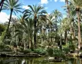 El Palmeral de Elche es Patrimonio de la Humanidad y s�mbolo de la ciudad.