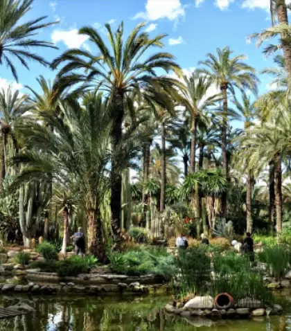 El Palmeral de Elche es Patrimonio de la Humanidad y s�mbolo de la ciudad.