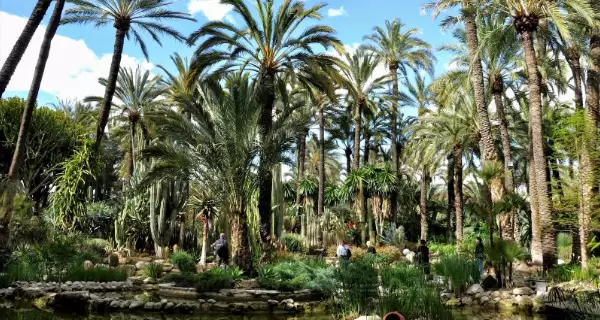 El Palmeral de Elche es Patrimonio de la Humanidad y s�mbolo de la ciudad.