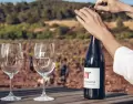 El paisaje vitivin�cola define el entorno de Requena.