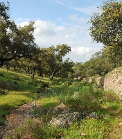 Sendero en la Sierra de Aracena rodeado de vegetaci�n verde.