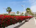 Antes del verano fuerte, Valencia combina calor, color y mucho espacio.